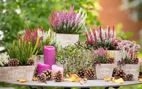 冬天十种最美的花是什么（冬天花友们喜欢买的十种花）