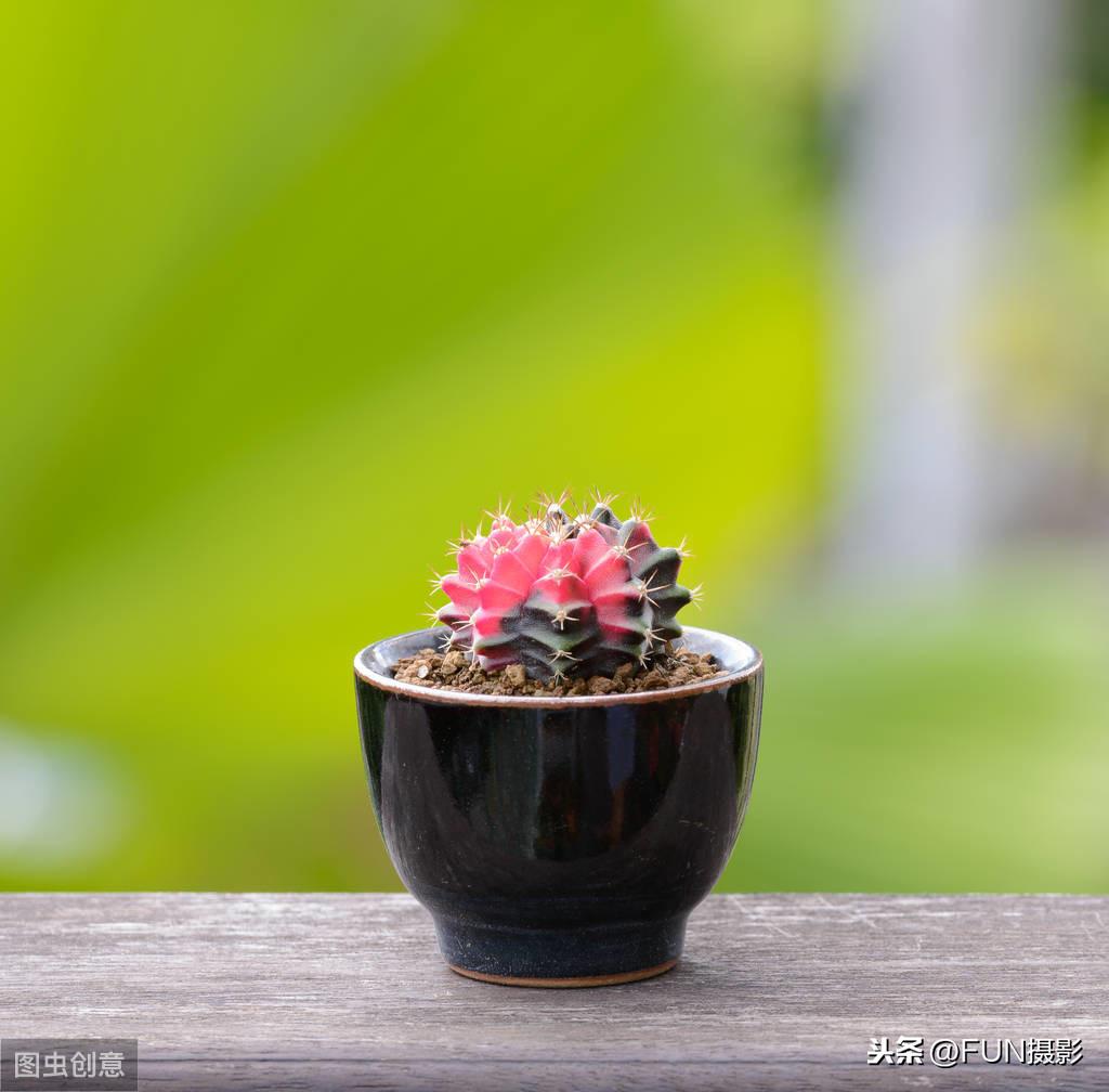 单反可以拍视频吗(单反相机拍视频的实操教程)