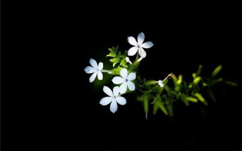 文案短句干净治愈阳光可爱（温暖干净的治愈系句子）