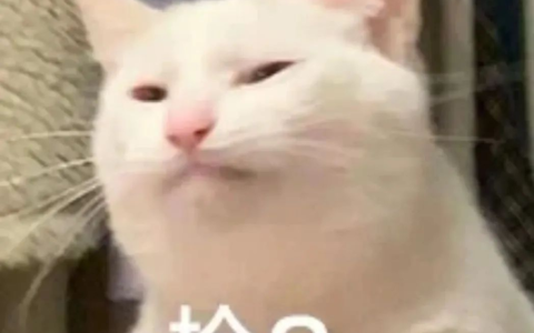 栓Q是啥意思（30秒弄懂栓Q的潜在含义）