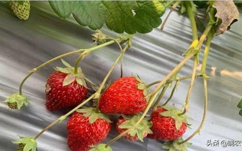 草莓大棚一亩建造价格（种植一亩草莓大棚的投资成本与收益）