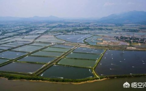 一个5亩鱼塘养鱼利润（承包5亩鱼塘养鱼的利润明细）