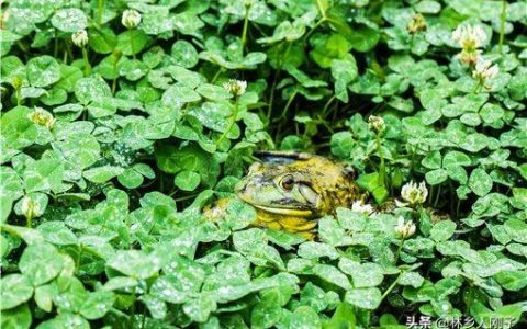 牛蛙一亩要投资多少钱（养殖一亩牛蛙的投资成本）