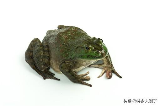 牛蛙一亩要投资多少钱（养殖一亩牛蛙的投资成本）