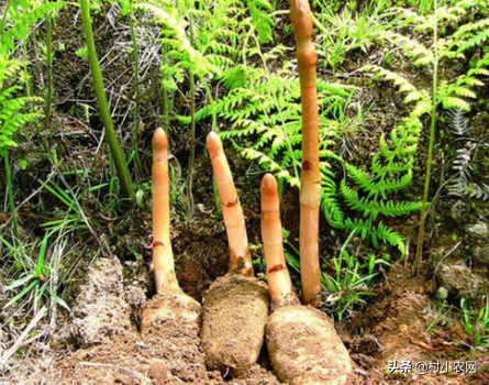 紧缺中药材种植（前景好的11种中药材）