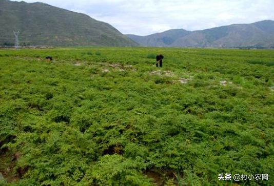 紧缺中药材种植（前景好的11种中药材）